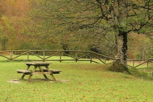 Selva_de_Irati.Navarra.