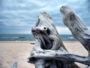 madera en la playa