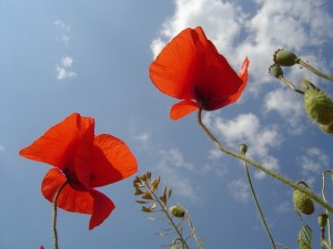amapolas