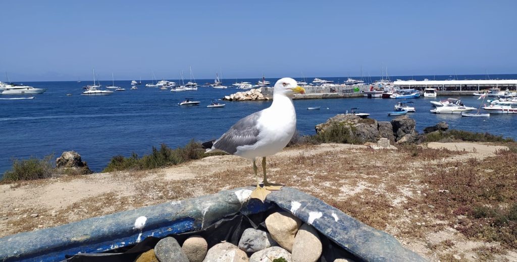 Isla de Tabarca - MamáTiene un Plan.