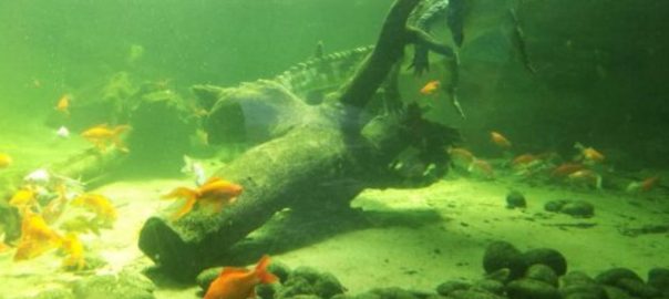 Terra Natura Benidorm - Mamá Tiene un Plan.