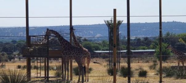 Jirafas en Safari Madrid, en Aldea del Fresno - Mamá Tiene un Plan.