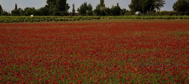 Campos de Socuéllamos con la floración de la amapola - Mamá Tiene un Plan.