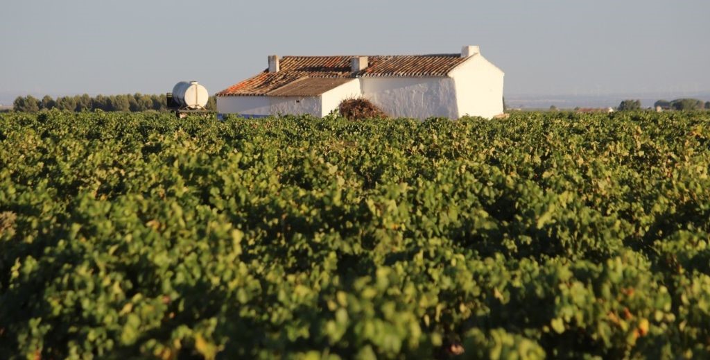 Viñedos en Socuéllamos, Ciudad Real - Mamá Tiene un Plan.