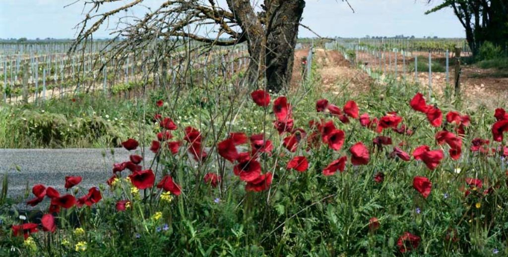 Campos de Socuéllamos con la floración de la amapola - Mamá Tiene un Plan.