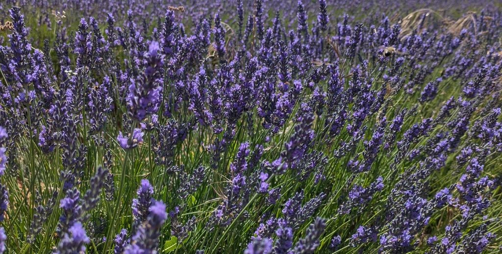 Campos de lavanda en flor en Brihuega, Guadalajara - Mamá Tiene un Plan.