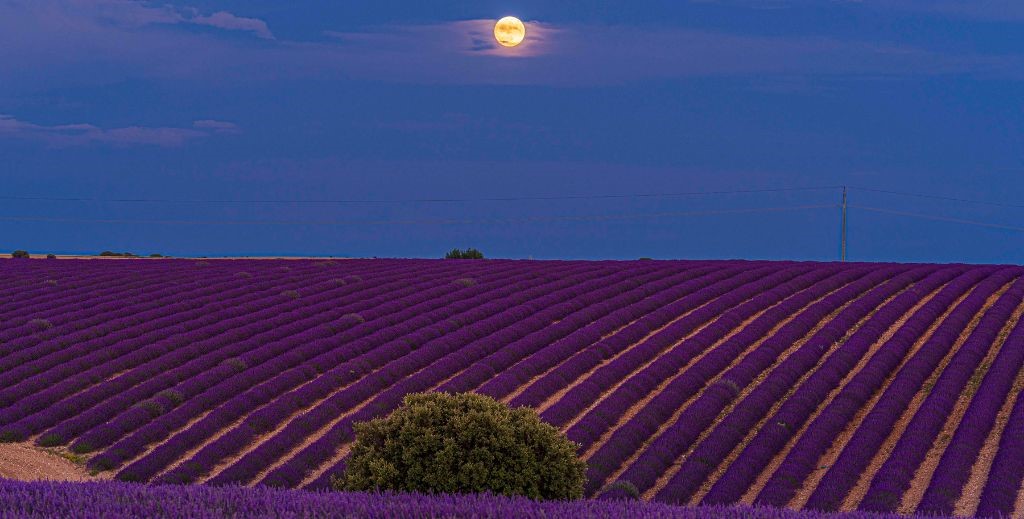Vista nocturna de los campos de lavanda de Caleruega en flor - Mamá Tiene un Plan.