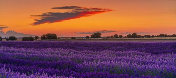 Campos de lavanda en flor en Caleruega, Burgos - Mamá Tiene un Plan.