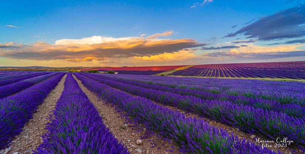 Campo de lavanda en flor en Caleruega, Burgos, por Mariano Calleja - Mamá Tiene un Plan.