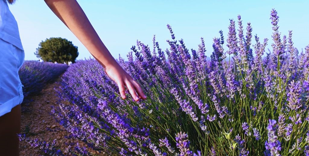 Campos de lavanda en flor en Caleruega, Burgos - Mamá Tiene un Plan.