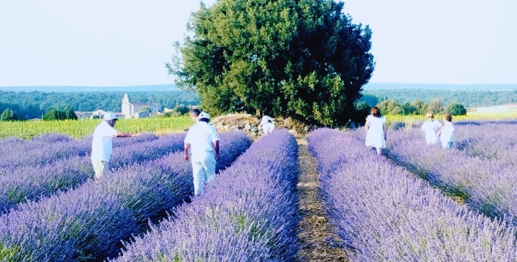 Cosecha de la lavanda en flor en Cilleruelo de Arriba, Burgos - Mamá Tiene un Plan.