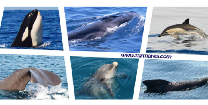 Avistamiento de orcas y delfines en el estrecho