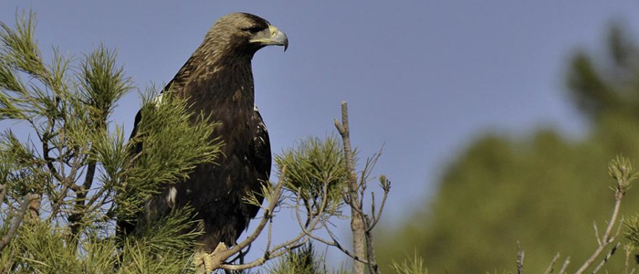 Conoce La Fauna Y Flora Mediterránea Actividades Para Niños Mamá