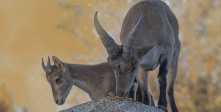 Conoce La Fauna Y Flora Mediterránea Actividades Para Niños Mamá Tiene Un Plan